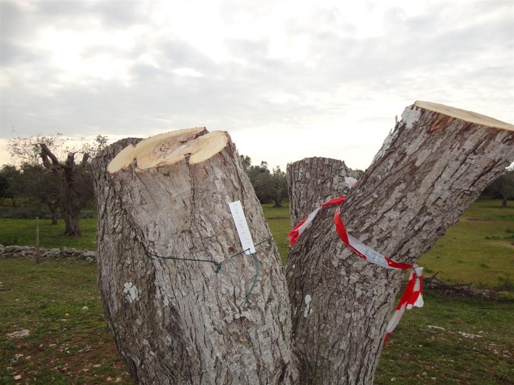 L’Osservatorio Fitosanitario autorizza TAP all’espianto di 211 alberi sul tracciato microtunnel