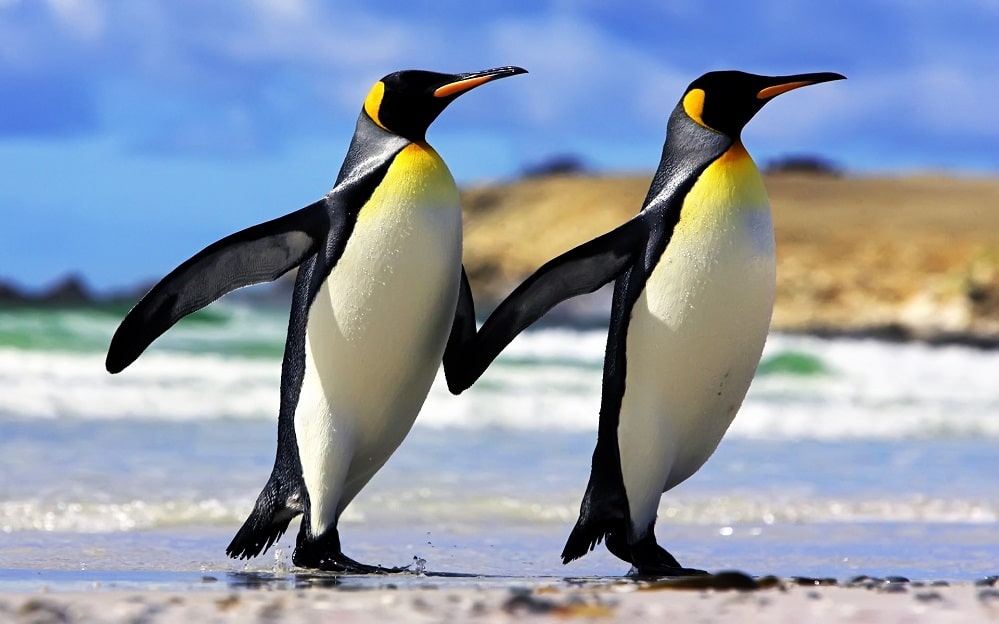 world penguin day