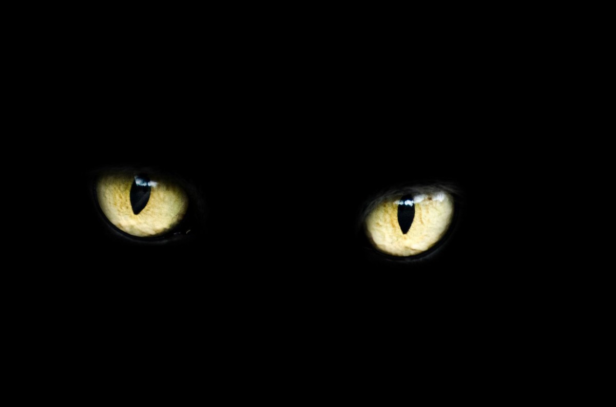 giornata del gatto nero