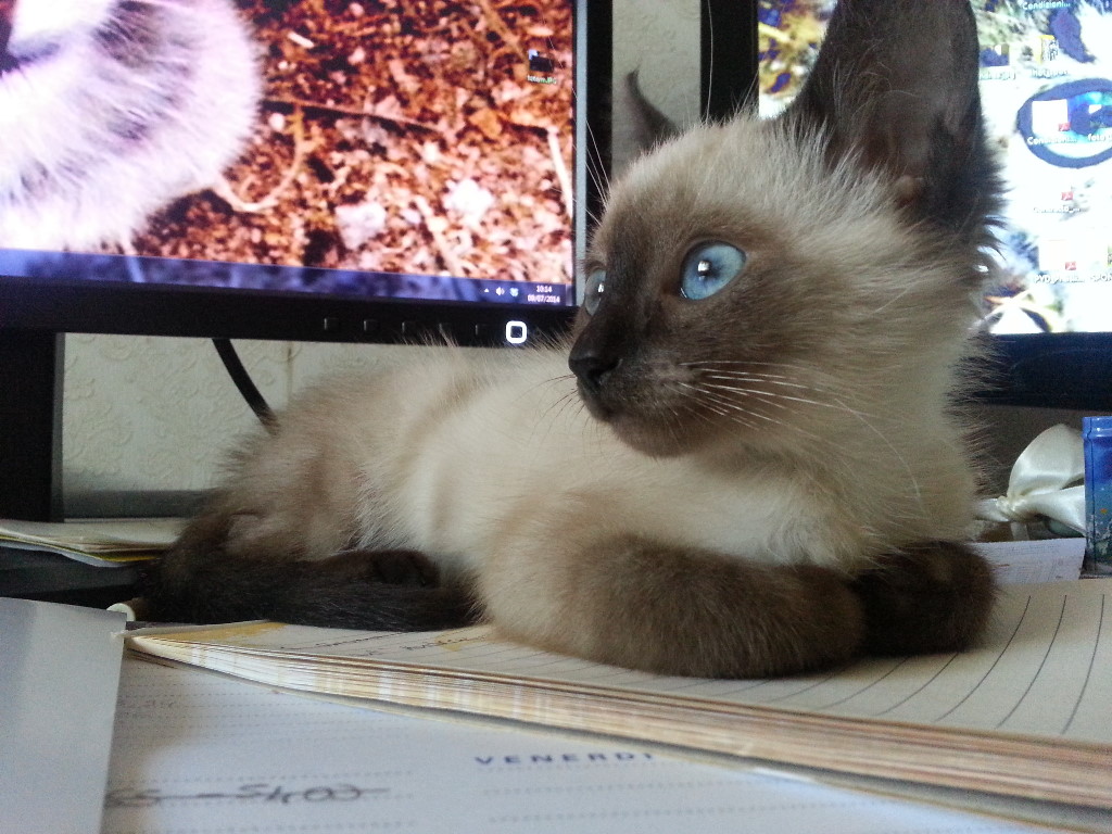 giornata del gatto