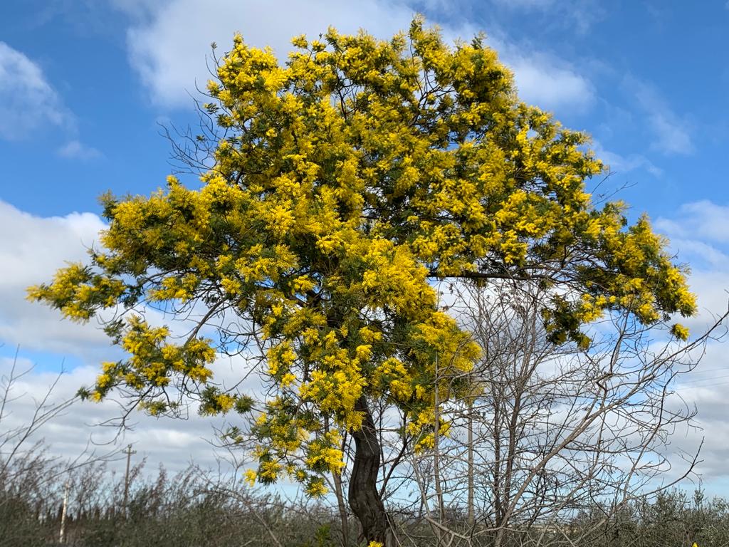 mimose in fiore