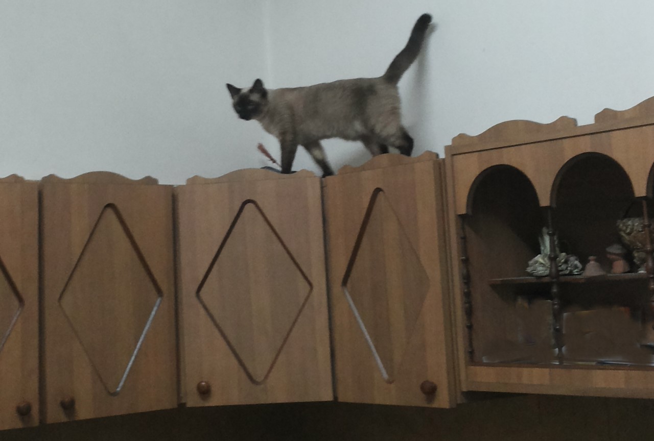 giornata mondiale del gatto