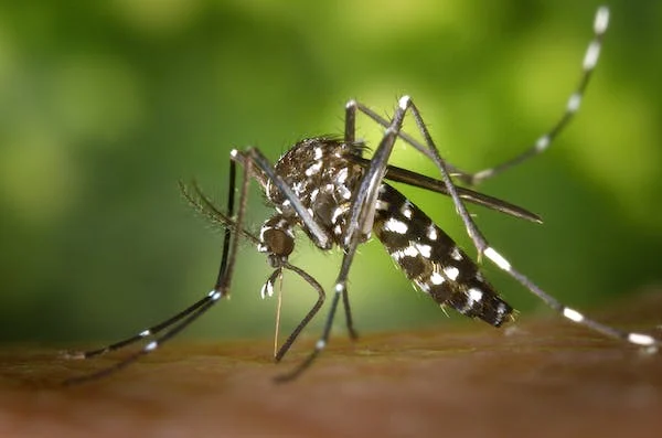 perchè le zanzare pungono